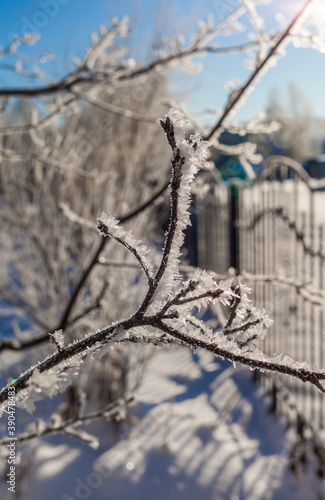 Frost on the branches of trees in winter