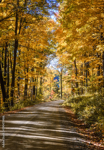 Autumn Dirt Road in the Allegheny National Forest