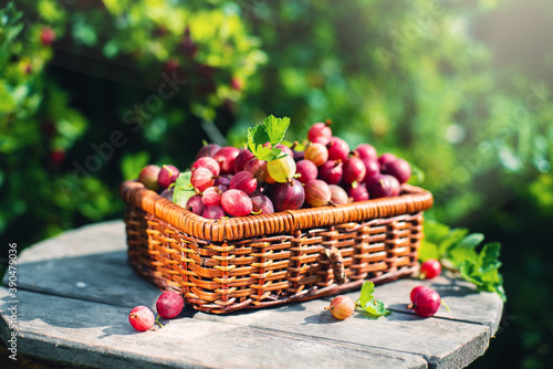 Harvest. Ripe red gooseberry  in a wicker basket in the garden on a Sunny summer day. Natural dessert.