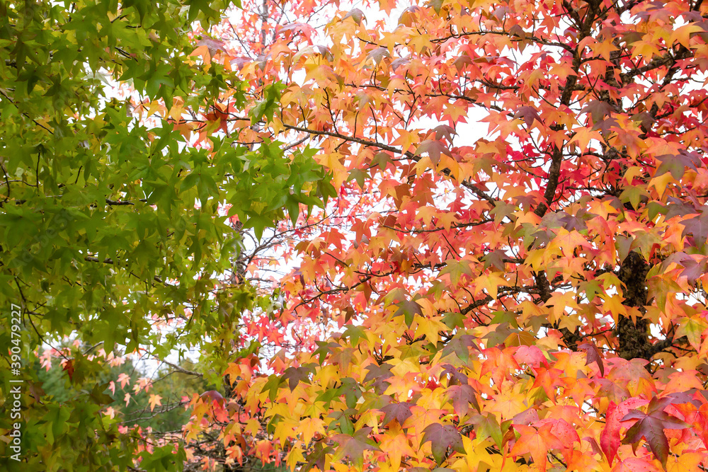 Autumnal liquidambar trees