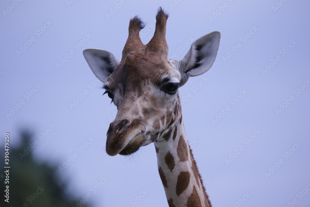 Fototapeta premium Giraffe 