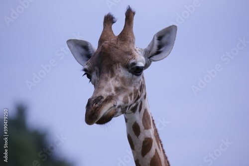 Giraffe  © Patrick