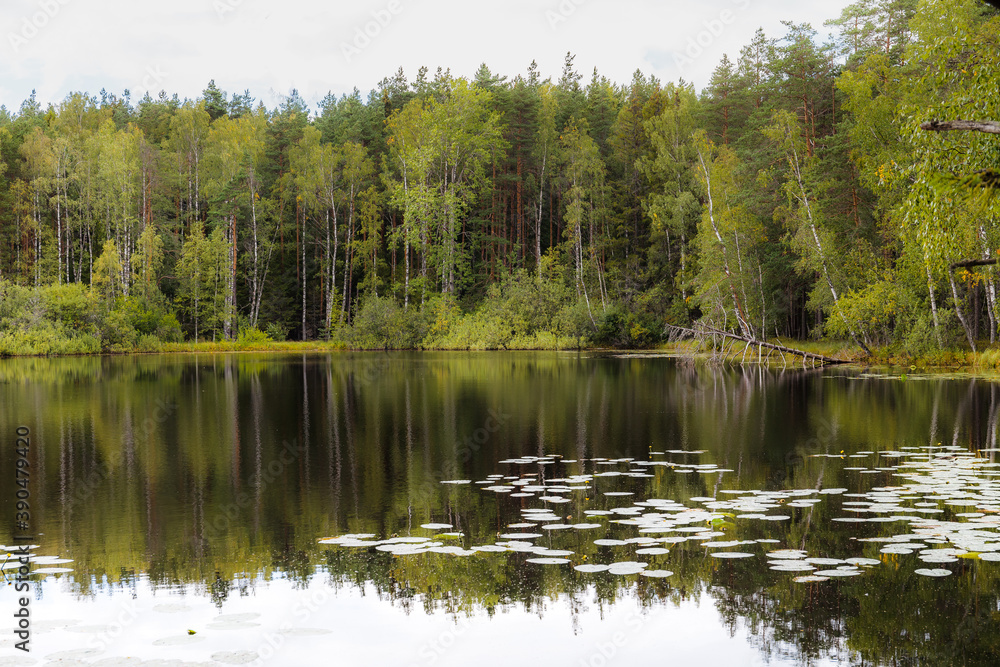 A pond surrounded by pine forest. Summer day.