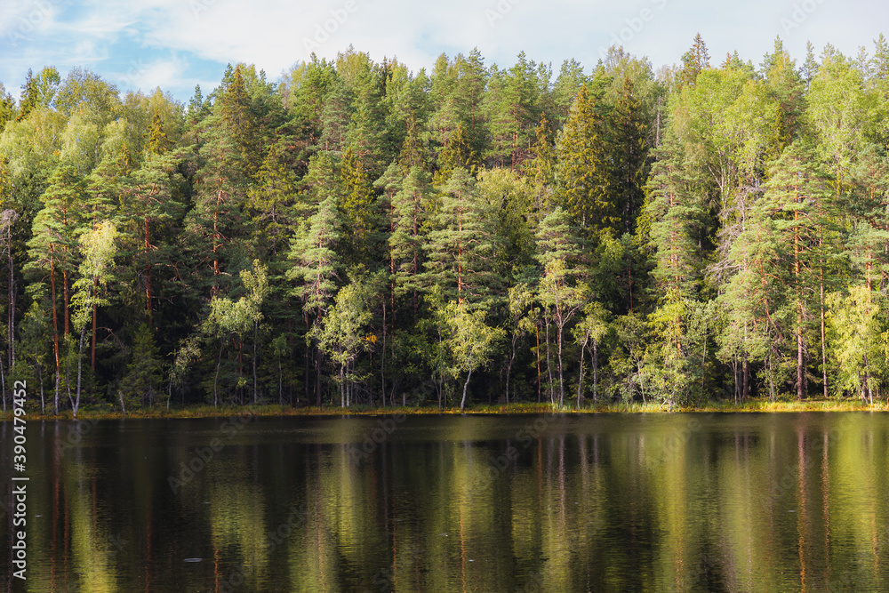 A pond surrounded by pine forest. Summer day. A pond surrounded by pine forest. Summer day.