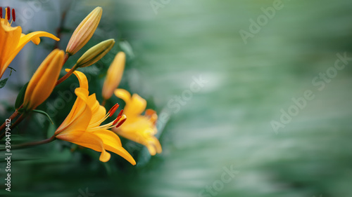 Beautiful delicate daylily flower on the background of greenery in the garden. Beautiful summer picture of nature. Close-up, selective focus, copy space