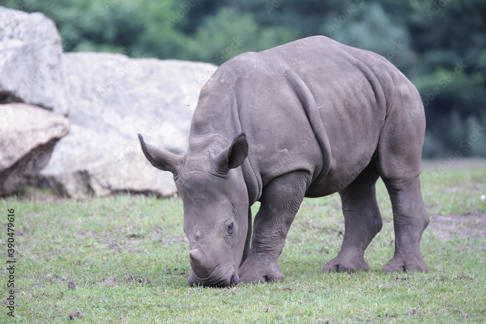 Obraz premium Nashorn 