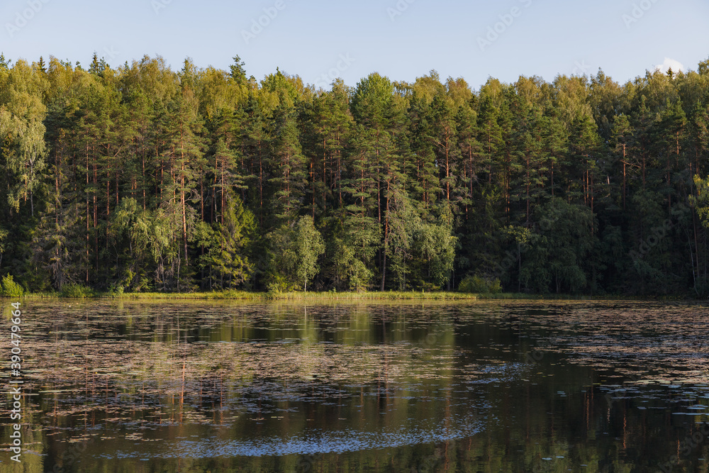 A pond surrounded by pine forest. Summer day.