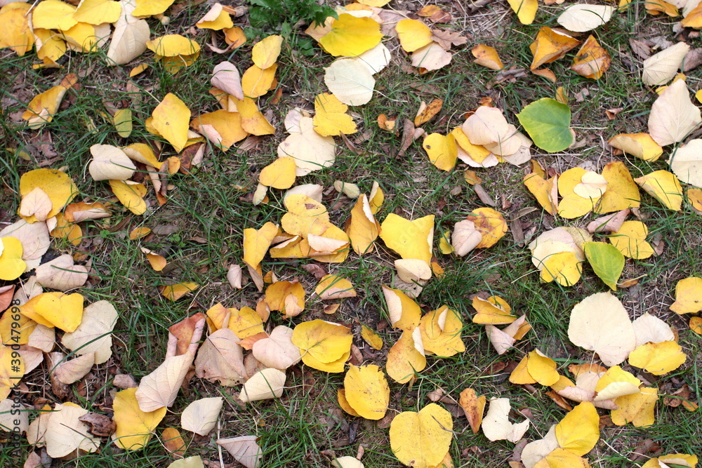 yellow leaves on green grass yellow leaves on green grass