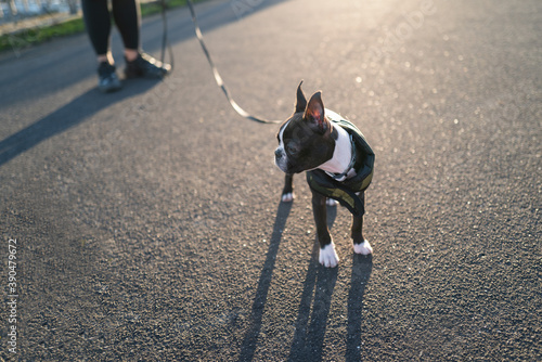 A cute boston terrier puppy wearing a coat on a lead or leash. She is outside on tramac with the sun behind her casting shadows. Shallow focus. photo