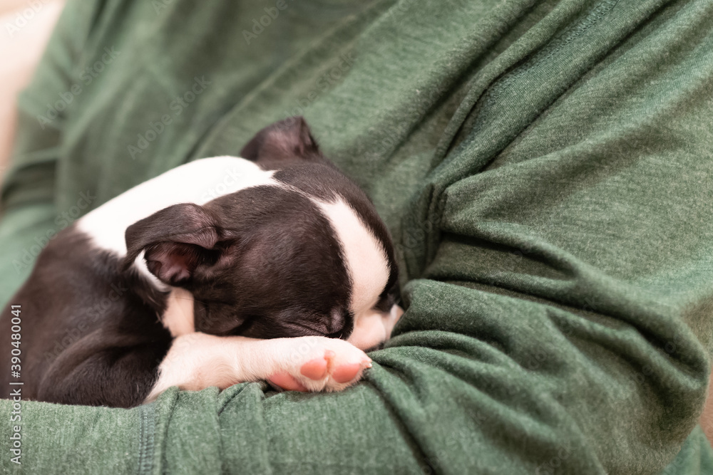 Boston Terrier puppy asleep with its head tucked into the elbow of its owner