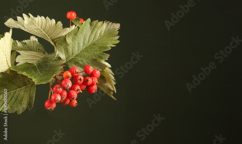 image of a branch of hawthorn berries on a black background photo