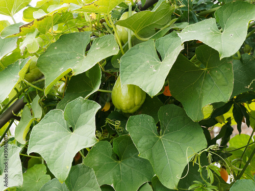 La Chayote ou christophine (Sechium edule), plante à tiges grimpantes portant des feuilles palmées et lobées et fructification en forme de grosse poire verte photo