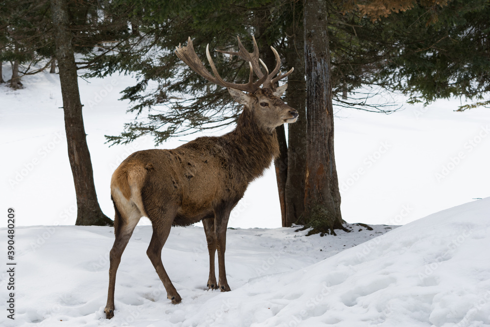 Caribou in Winter Caribou in Winter