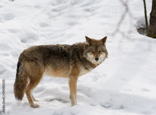 Coyote in Quebec Winter © Suzan
