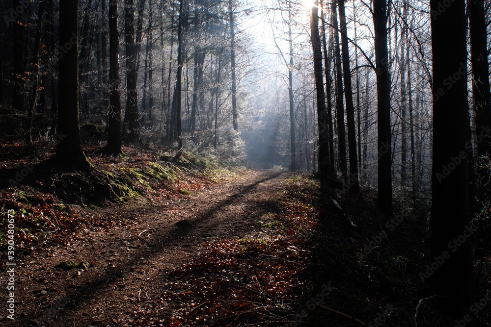 Obraz premium early morning in the forest with sunlight