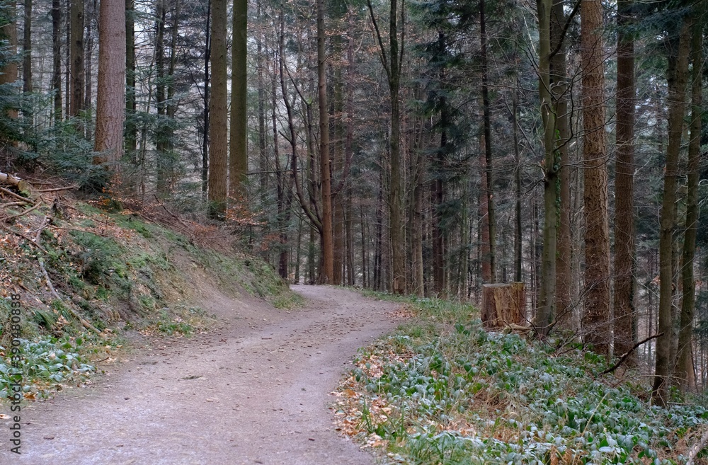 Fototapeta premium path in winter forest