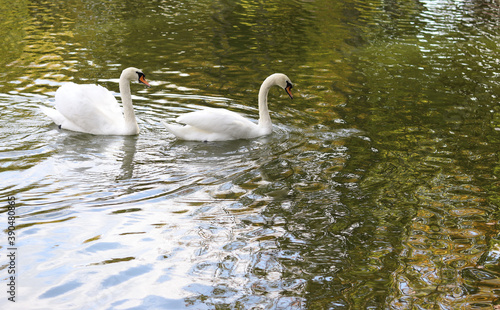 image of swans in the water in the city park