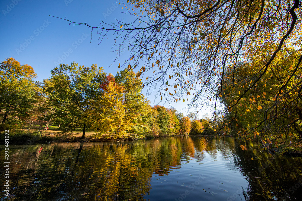 Obraz premium Trees reflect off the Pool in Central Park