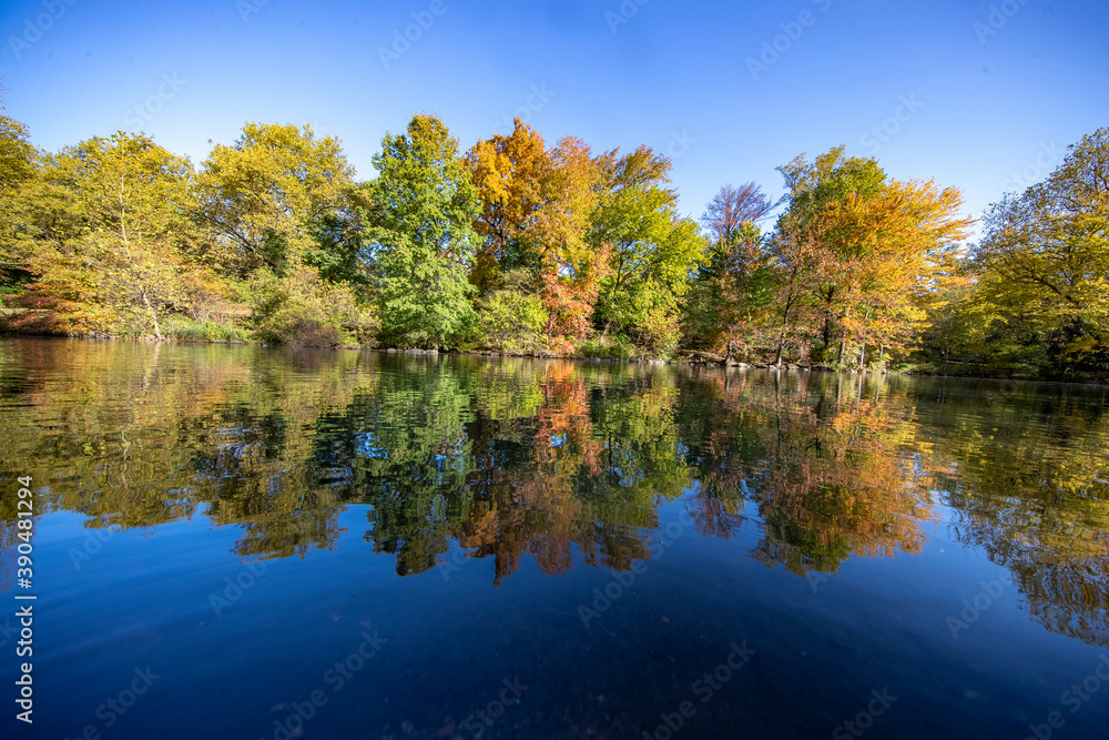 Trees reflect off the Pool in Central Park