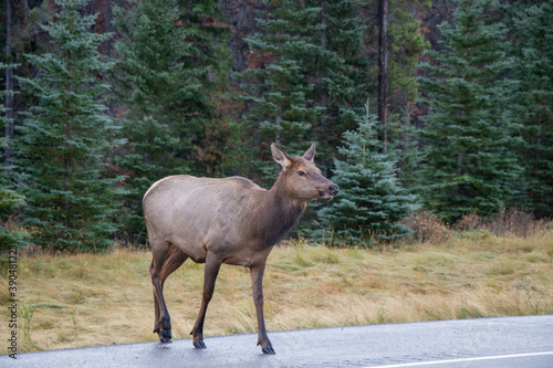 Elk crossing the Yellowhead Highway in Jasper National Park, Alberta, Canada