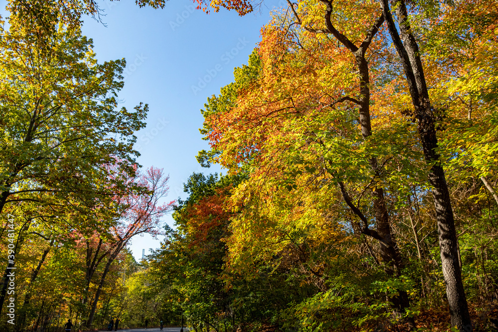 The colorful trees in the North Woods of Central Park