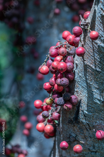 The fruit of Ficus Racemos.The common name Fig fruit,cluster fig tree, Indian fig tree or gular fig. photo