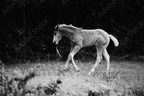 Colt horse with running through field in black and white  baby farm animal scene.