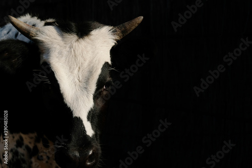 Longhorn calf face close up, isolated on black background.