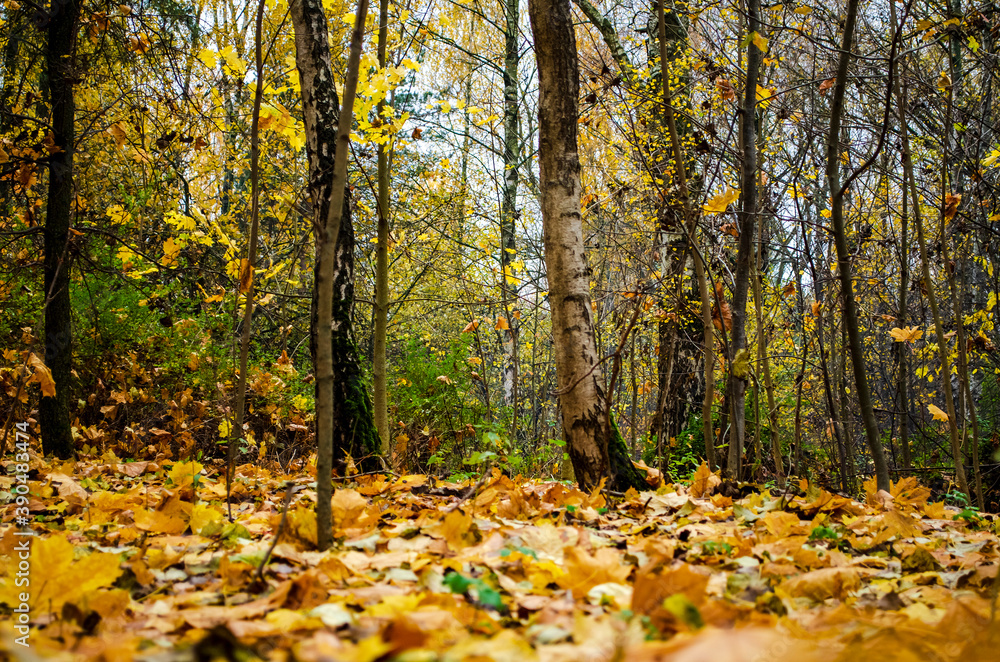 background of fallen autumn leaves background of fallen autumn leaves