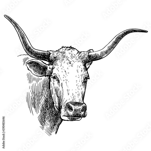 Breeding cattle. head of a Texas longhorn. vector sketch on white background