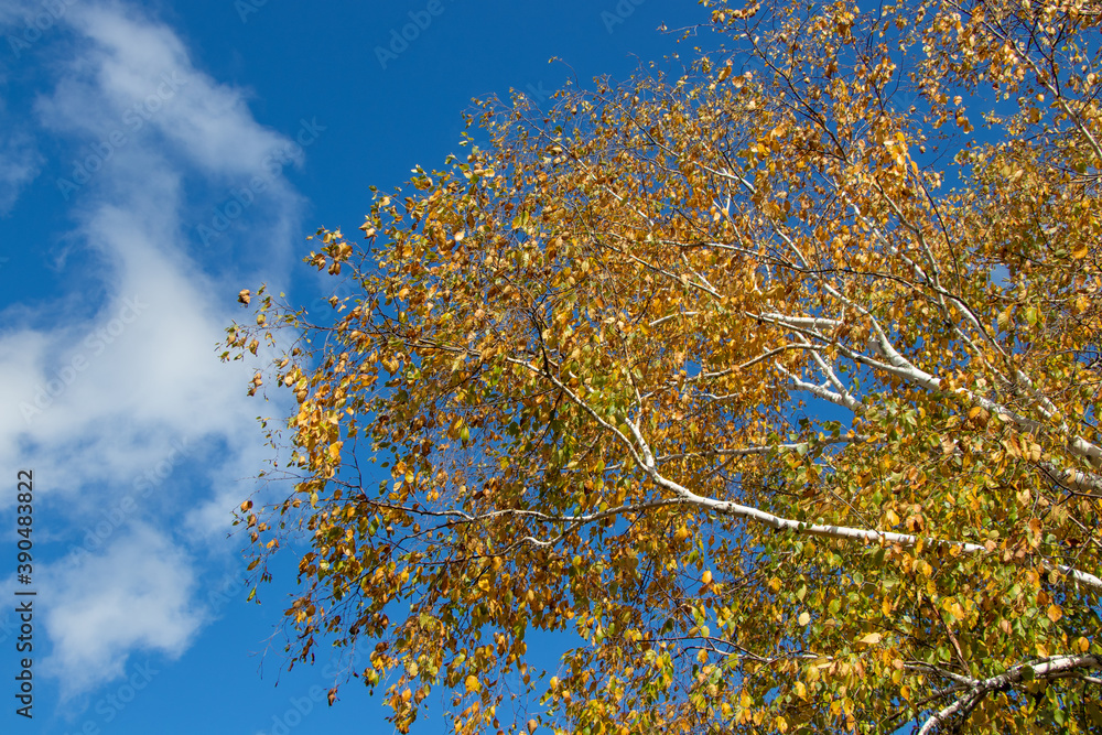 Autumn birch trees with colourful leaves and blue sky