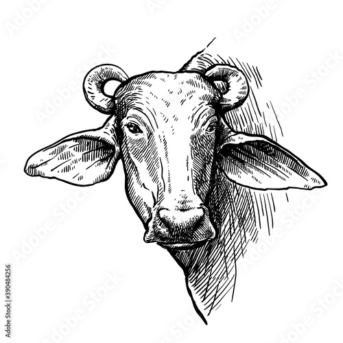 Breeding cattle. head of a water Buffalo. vector sketch on white background