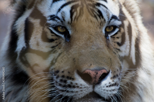 closeup of a tiger s face in a cage