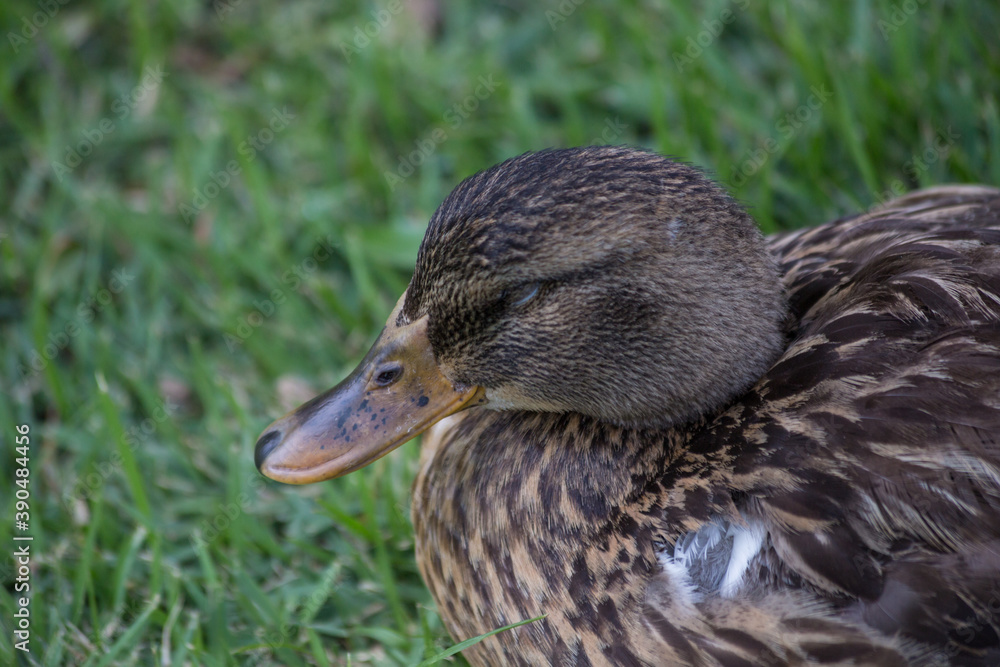 wild duck sleeping on the grass beside a river wild duck sleeping on the grass beside a river