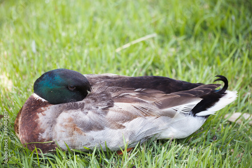 wild duck sleeping on the grass beside a river