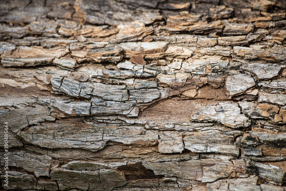 photo of tree texture, showing tree bark. wavy textures and strong colors. background for texts photo of tree texture, showing tree bark. wavy textures and strong colors. background for texts