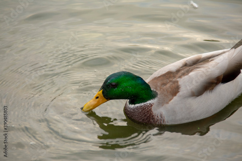 Mallard duck swimming in the water in Lietzensee Charlottenburg Berlin Germany