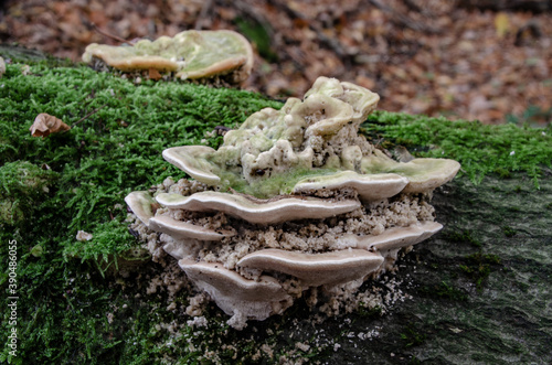 Zunderschwamm Pilz an einen Baumstamm photo