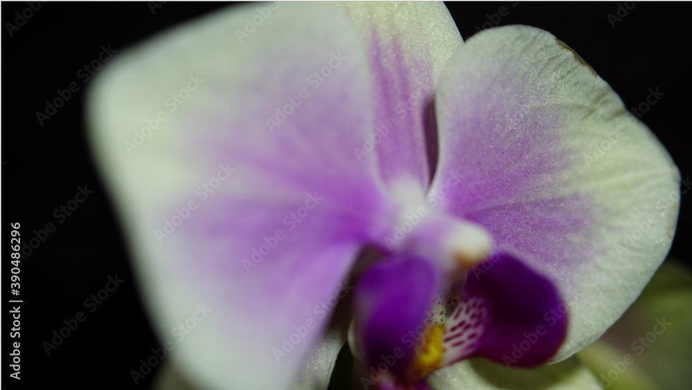 Naklejka premium close up of a purple orchid