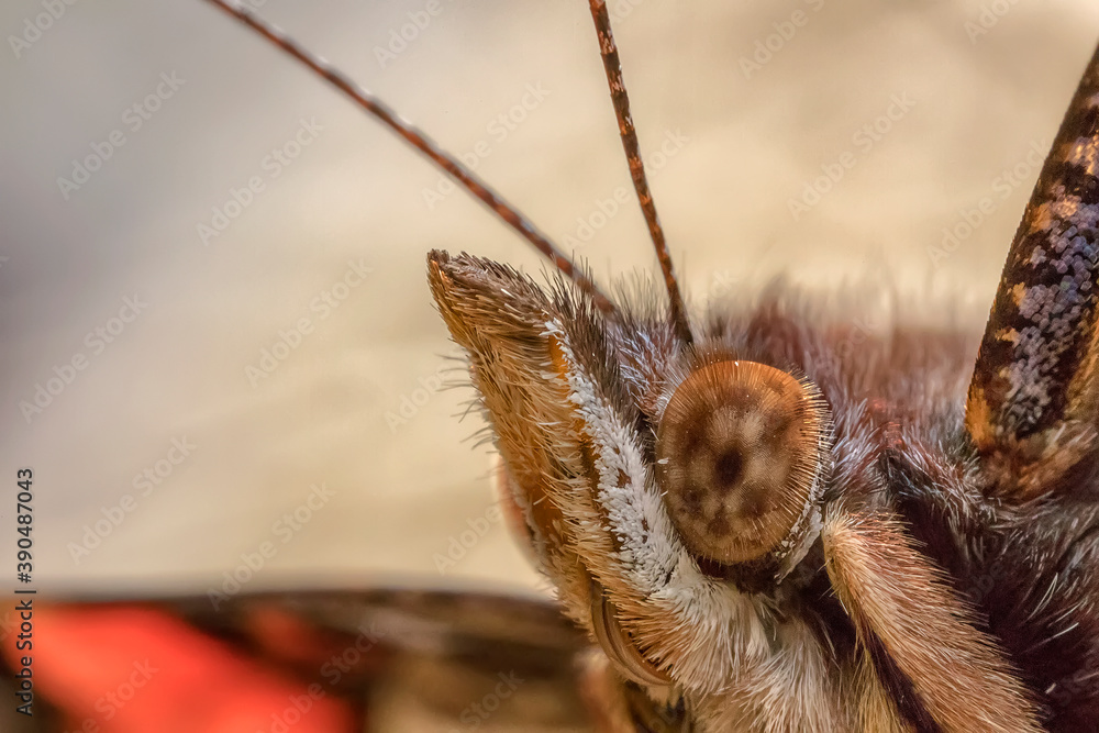 amazing butterfly head, close up