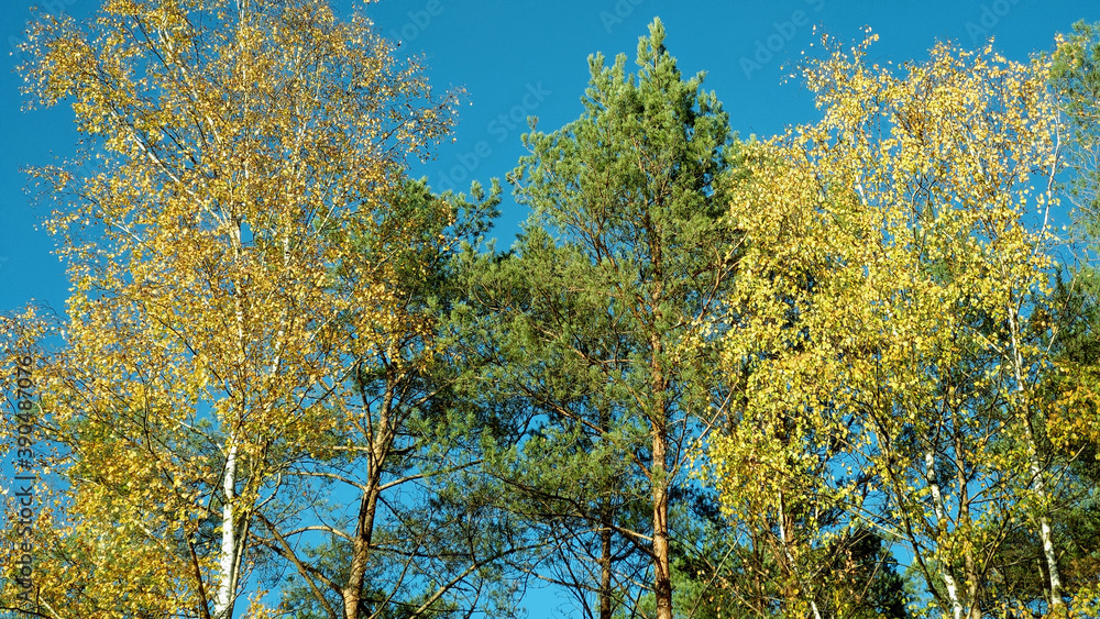 Fototapeta premium large tall trees in the forest against the blue sky and sunset autumn colors