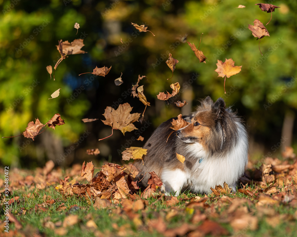 Sheltie with leaves Sheltie with leaves