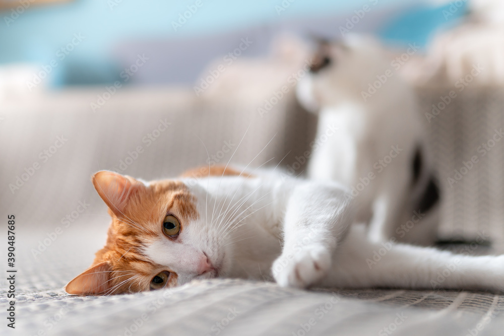 primer plano. gato blanco y marron con ojos amarillos acostado en la alfombra