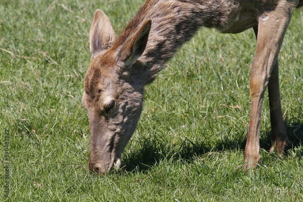 Rehe