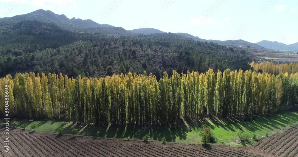 Alameda en ambiente otoñal 4k