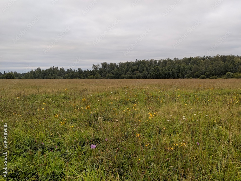 field of grass