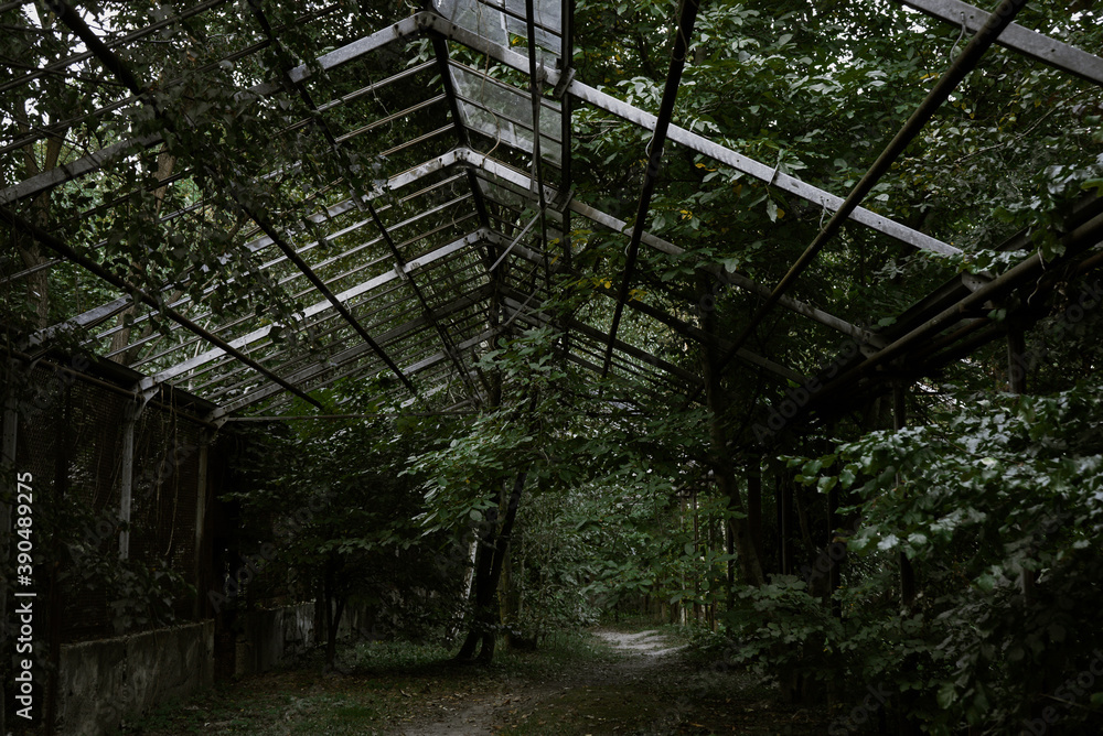 an old collapsed greenhouse stands in a dense green garden 1 an old collapsed greenhouse stands in a dense green garden 1