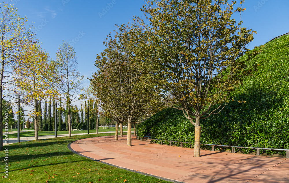 Rows of Parrotia persica or Persian ironwood trees around evergreen walls of mirror maze in public city park Krasnodar or 'Galitsky park'. Sunny autumn 2020