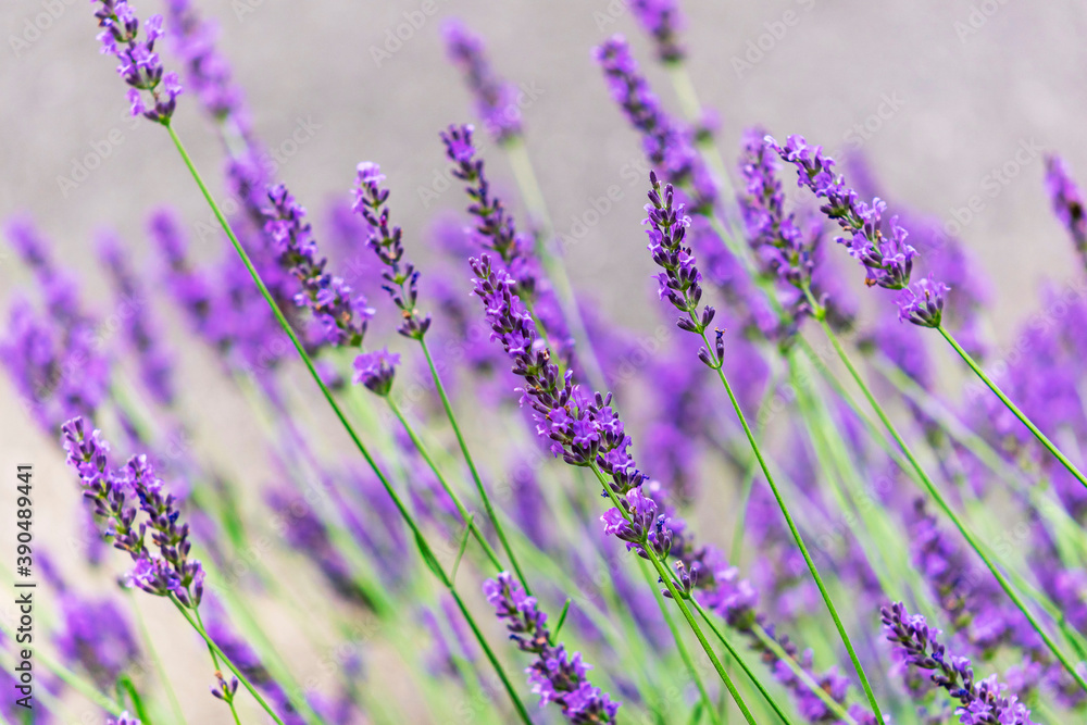 Obraz premium lavender field background