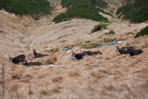 Herd of chamois with offsprings. The chamois (Rupicapra rupicapra) is a species of goat-antelope. Endangered species of high mountains zone. Wild mammals in the High Tatras.